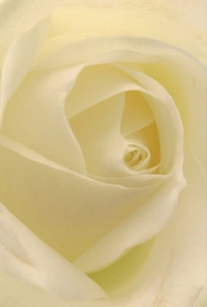 As you study this classic white rose up close, you are drawn into its world of layered softness and understated luxury-so reminiscent of Dulwich's signature blend of serenity and refinement. The transition from creamy core to translucent edges is seamless, illuminated by light that appears to pour gently through the petals, as if the flower glows from within. The tranquil composition, with its spiral heart and unbroken symmetry, conjures for me the ideal expression of love, apology, or a centrepiece for a wedding set against the backdrop of Dulwich Picture Gallery's gardens. Each nuanced fold and shadow bears the mark of skilled local hands and the natural perfection of things left untouched. A whisper of clean, subtle fragrance is almost tangible, adding to the profound sense of calm and sincerity. This rose, prepared by experienced florists for local occasions, becomes a true tribute to the resilience and grace of Dulwich's community spirit.